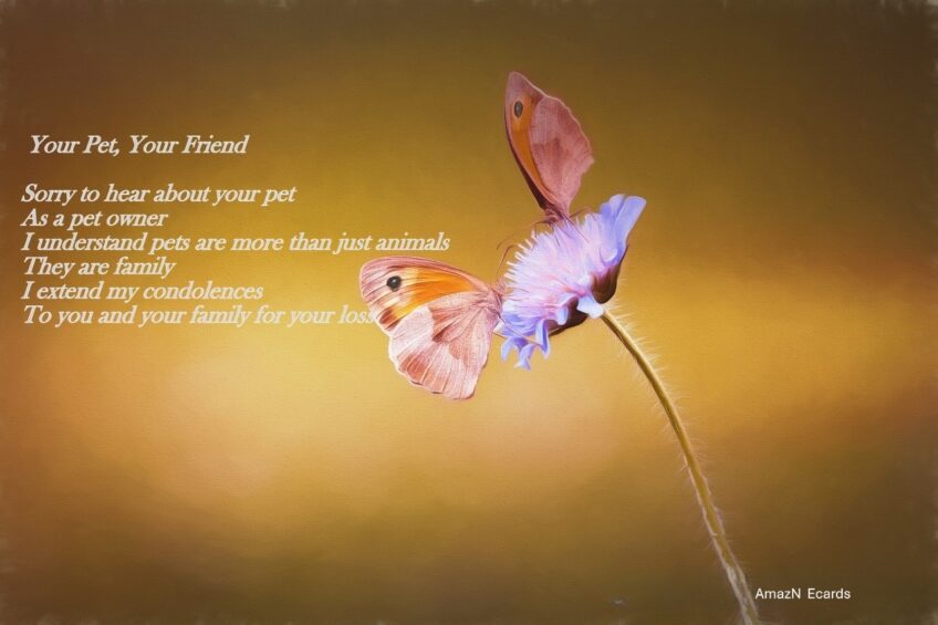 Condolences for Loss of Your Pet
